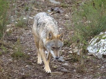 Fotografía de archivo de un lobo ibérico Fotografía de archivo de un lobo ibérico