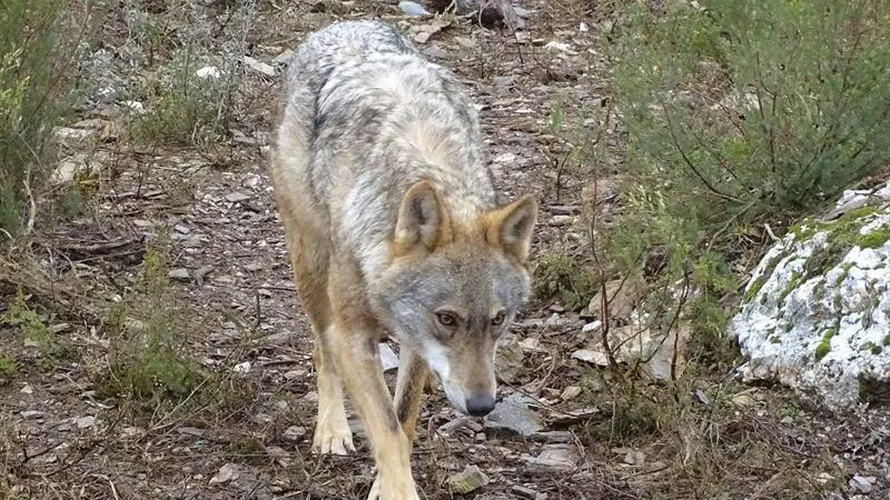 Fotografía de archivo de un lobo ibérico