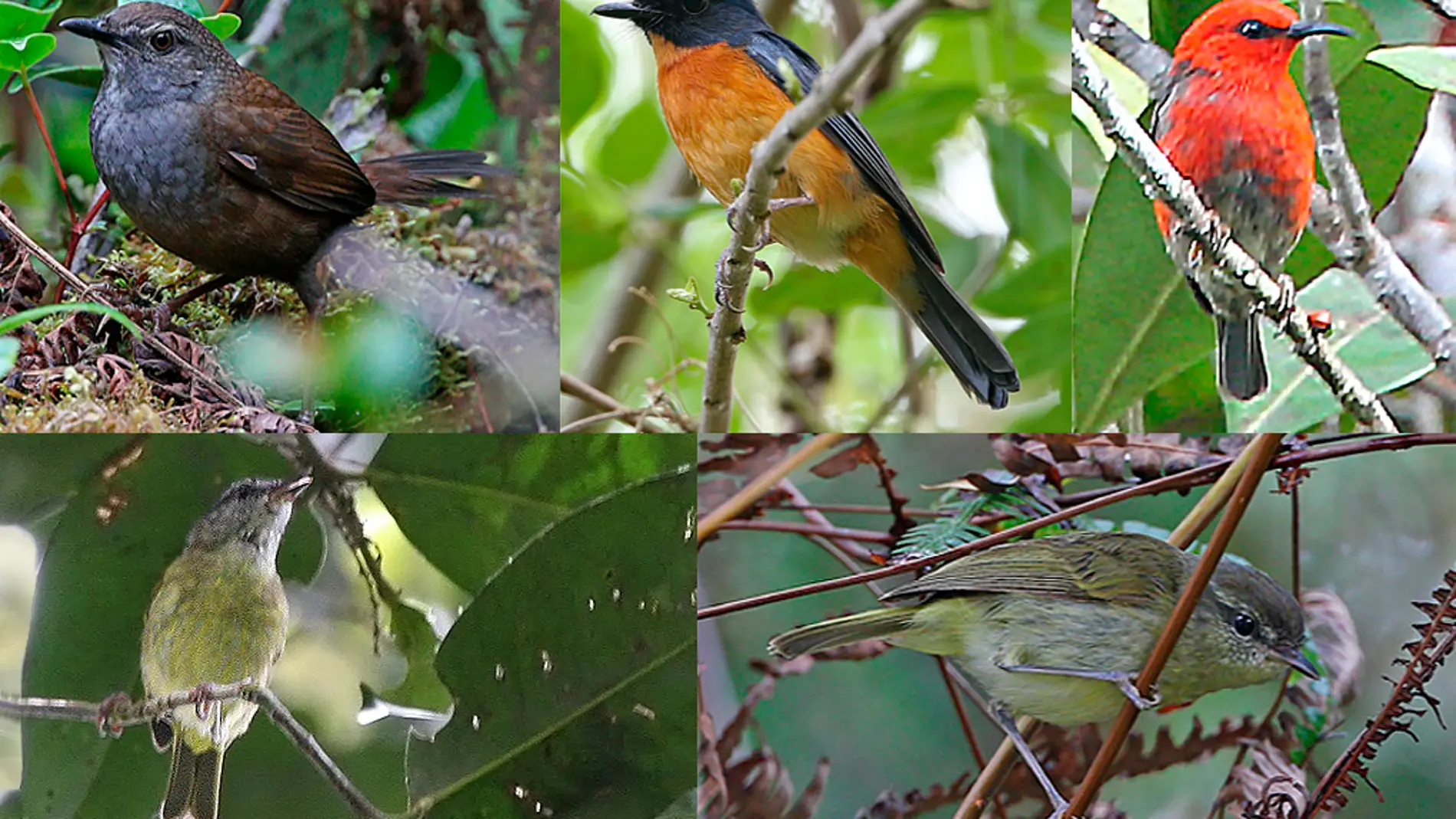 Hallan diez especies y subespecies de pajaros cantores en Indonesia