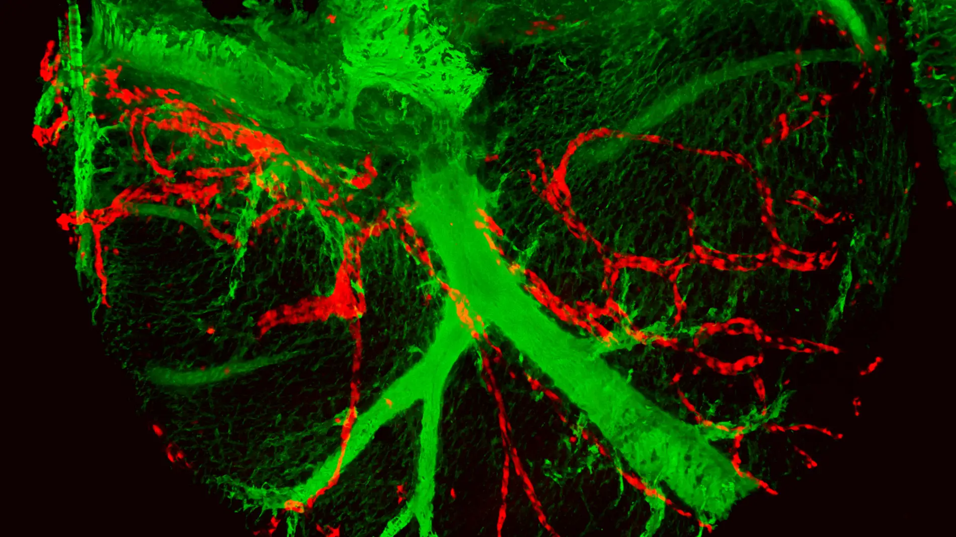 En verde, las arterias coronarias del corazón y, en rojo, los descendientes de una única célula al endotelio de los vasos linfáticos coronarios