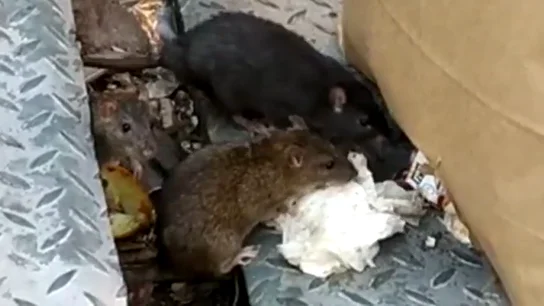 Invasión de ratas gigantes en el centro de Alcorcón Invasión de ratas gigantes en el centro de Alcorcón