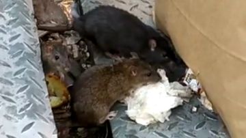 Invasión de ratas gigantes en el centro de Alcorcón