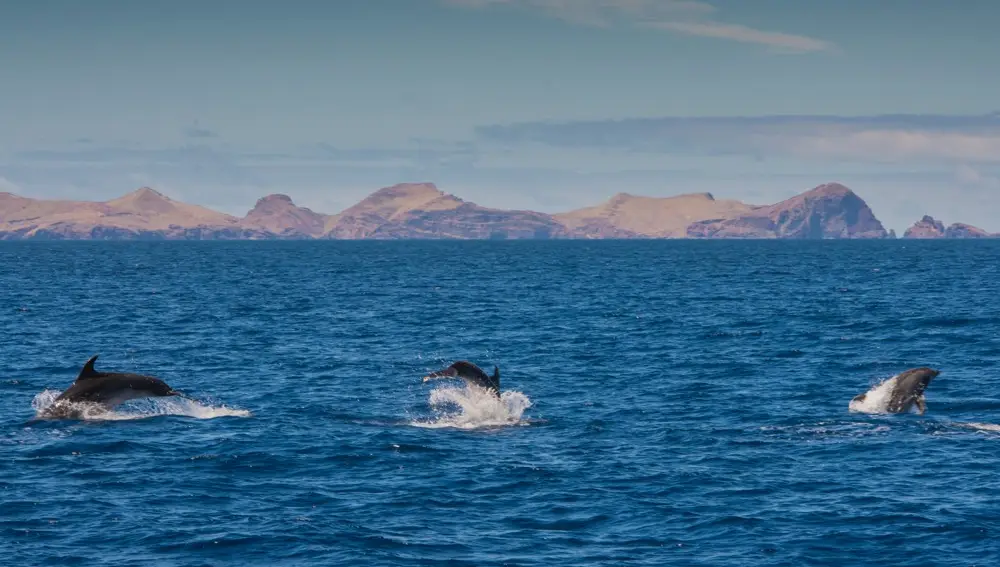 Delfines en Madeira