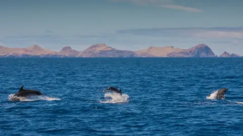 Delfines en Madeira Delfines en Madeira