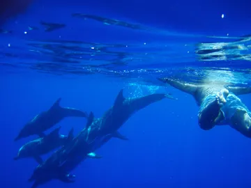 Delfines Delfines