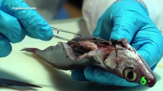 Imagen de un pescado con anisakis Imagen de un pescado con anisakis