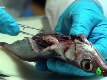 Imagen de un pescado con anisakis Imagen de un pescado con anisakis
