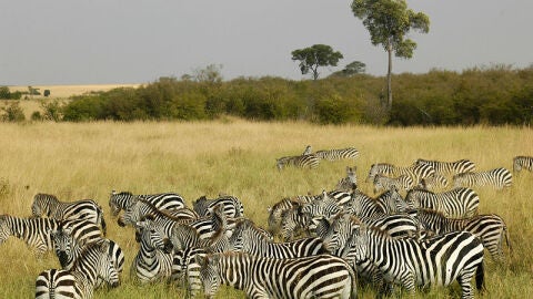 Masai Mara
