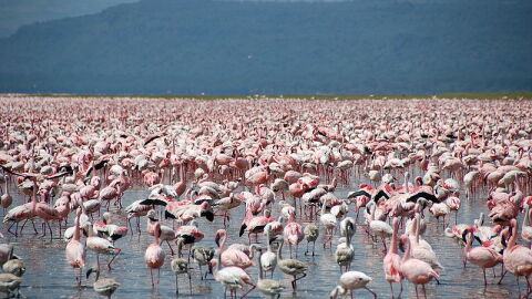 Lago Nakuru