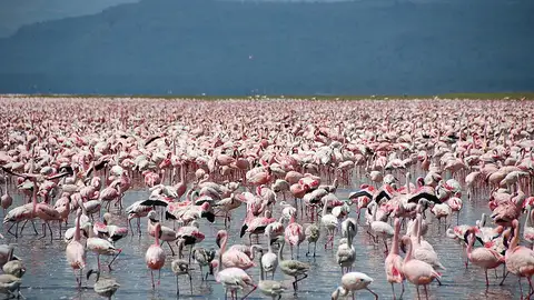 Lago Nakuru Lago Nakuru