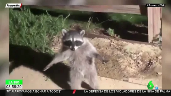 mapache mapache