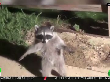 mapache mapache