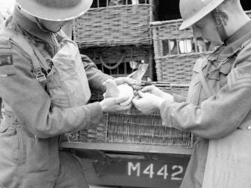 Palomas mensajeras durante la II Guerra Mundial