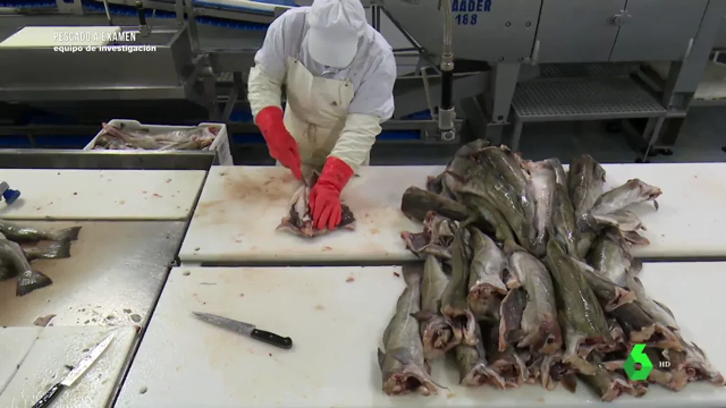 Imagen de una empresa que congela pescado Imagen de una empresa que congela pescado