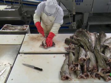 Imagen de una empresa que congela pescado Imagen de una empresa que congela pescado
