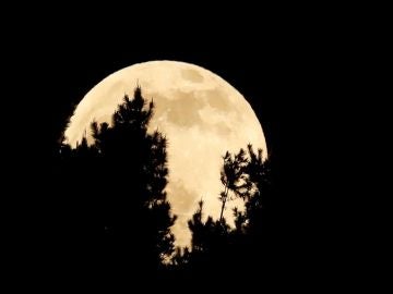 La luna se esconde tras los árboles durante el eclipse penumbral La luna se esconde tras los árboles durante el eclipse penumbral
