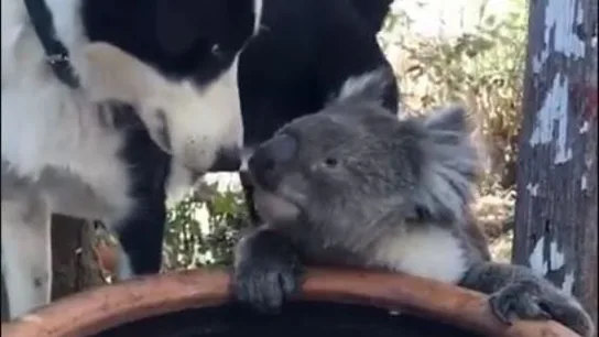 Un perro y un koala comparten agua durante la extrema situación que se vive en Australia Un perro y un koala comparten agua durante la extrema situación que se vive en Australia