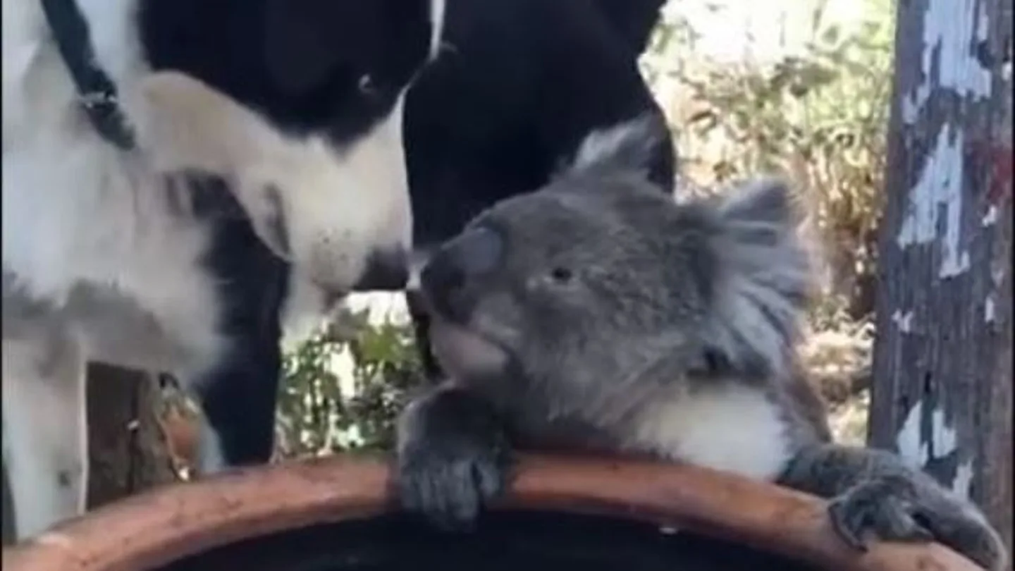 Un perro y un koala comparten agua durante la extrema situación que se vive en Australia Un perro y un koala comparten agua durante la extrema situación que se vive en Australia