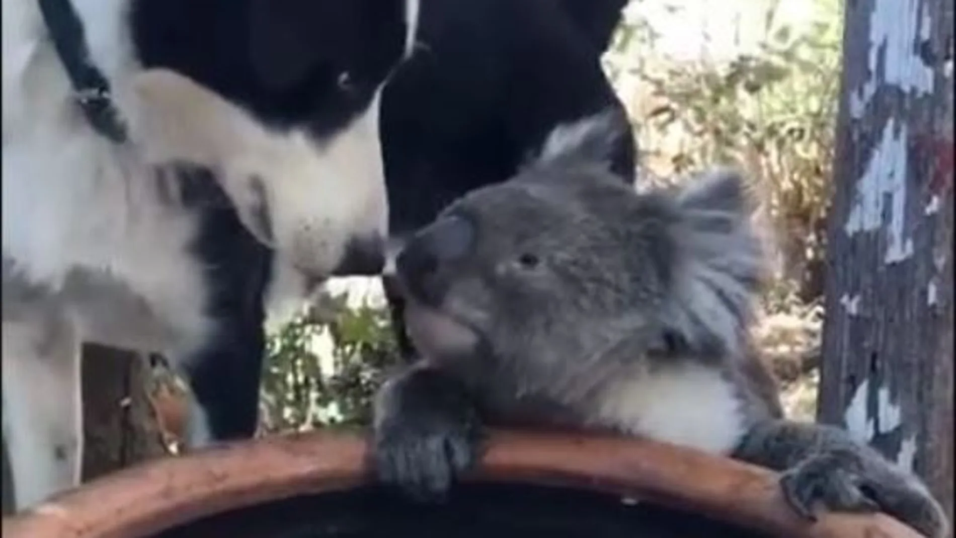 Un perro y un koala comparten agua durante la extrema situación que se vive en Australia