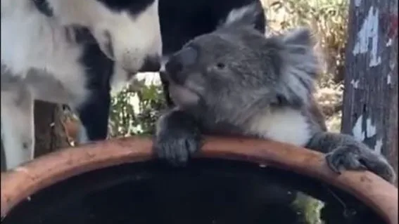 Un perro y un koala comparten agua durante la extrema situación que se vive en Australia