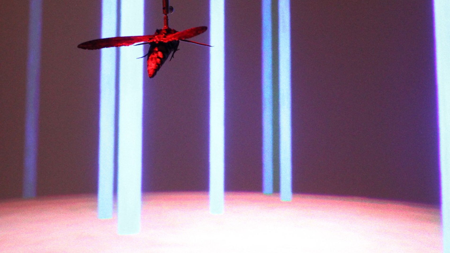 Las trayectorias de vuelo de las polillas mejoran la navegacion de los drones