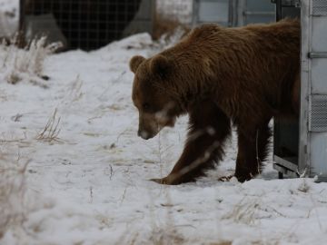 Imagen de uno de los osos trasladados a un santuario de EEUU Imagen de uno de los osos trasladados a un santuario de EEUU
