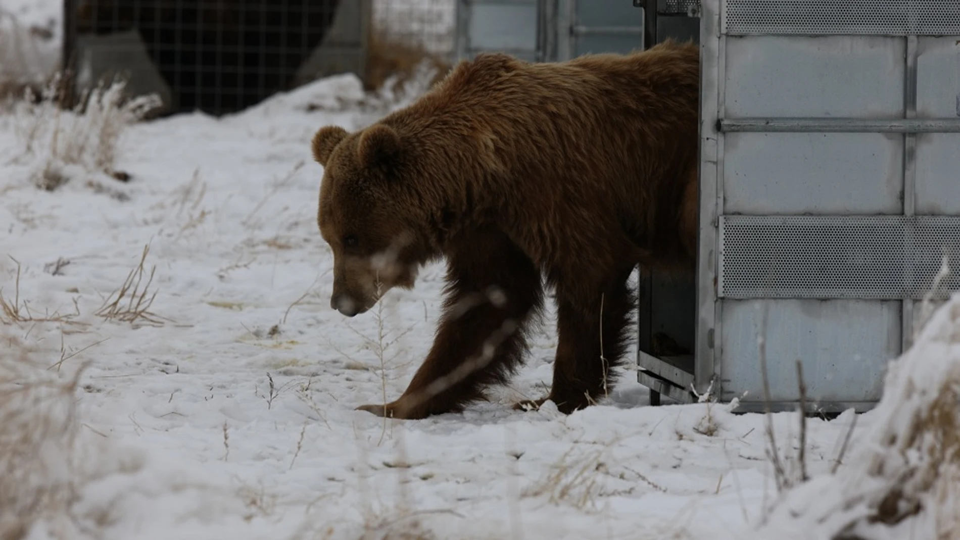 Imagen de uno de los osos trasladados a un santuario de EEUU