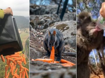 Animales alimentándose en Australia con la ayuda de los humanos. Animales alimentándose en Australia con la ayuda de los humanos.