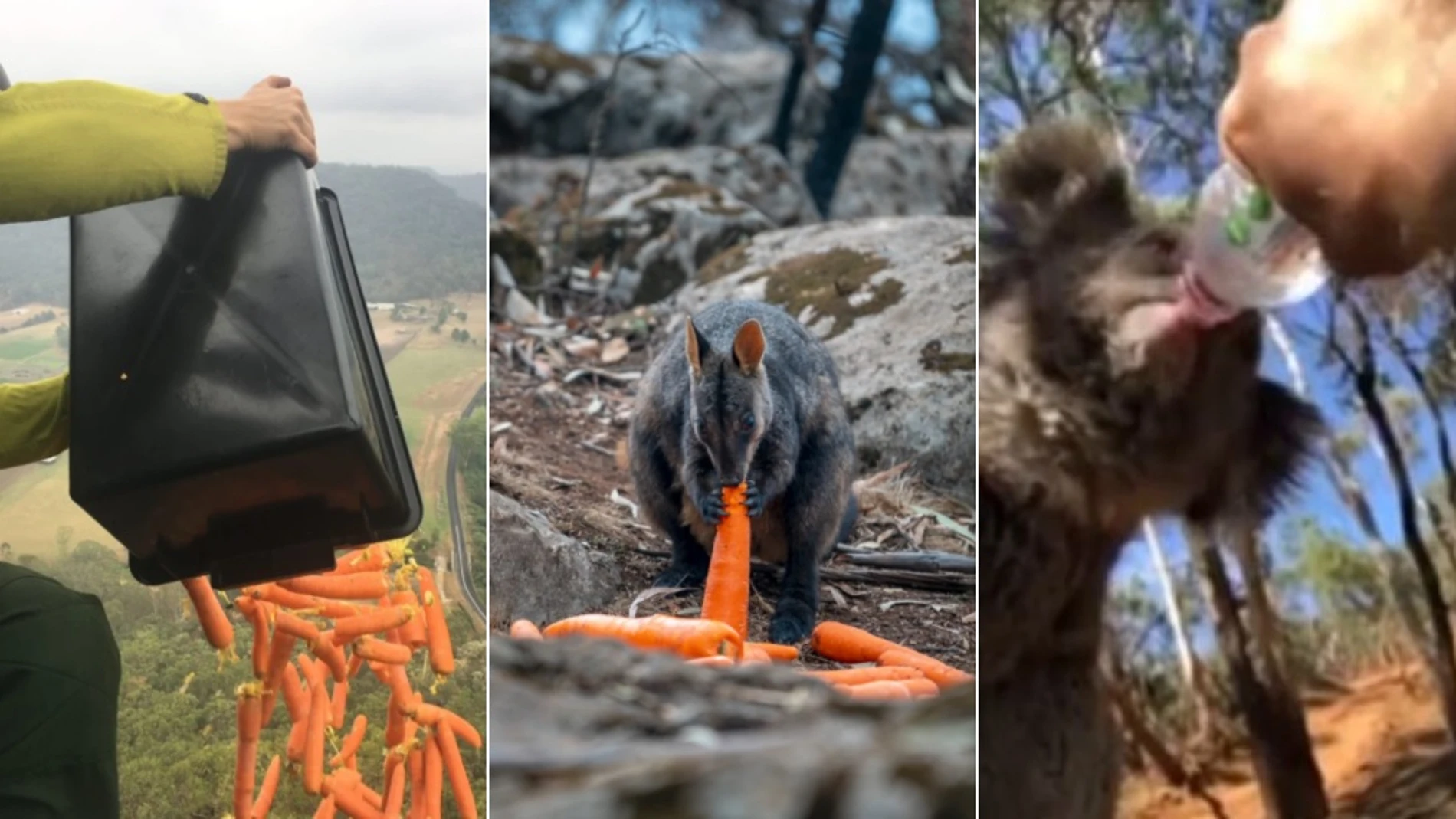 Animales alimentándose en Australia con la ayuda de los humanos.