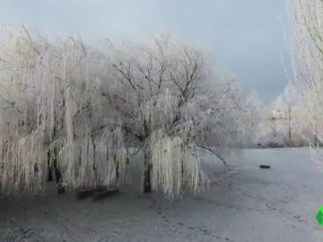Árboles y campos helados: espectaculares imágenes de la cencellada en Salamanca Árboles y campos helados: espectaculares imágenes de la cencellada en Salamanca