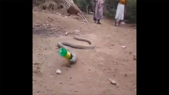 Una serpiente vomita una botella de plástico en La India Una serpiente vomita una botella de plástico en La India