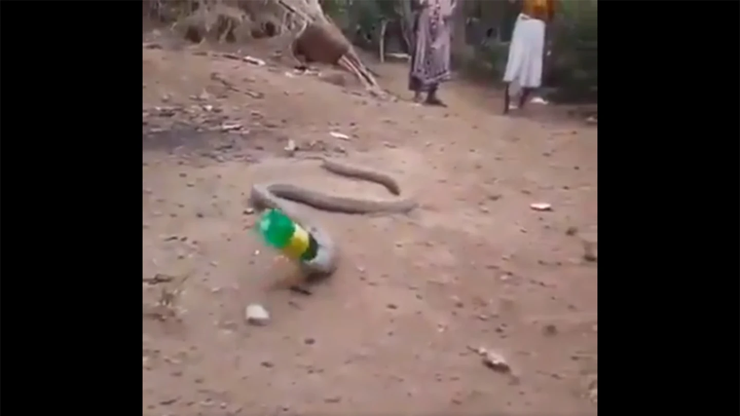 Una serpiente vomita una botella de plástico en La India Una serpiente vomita una botella de plástico en La India