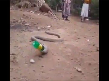 Una serpiente vomita una botella de plástico en La India Una serpiente vomita una botella de plástico en La India