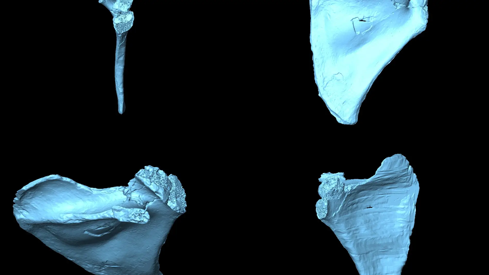 Asi era la espalda del Homo antecessor