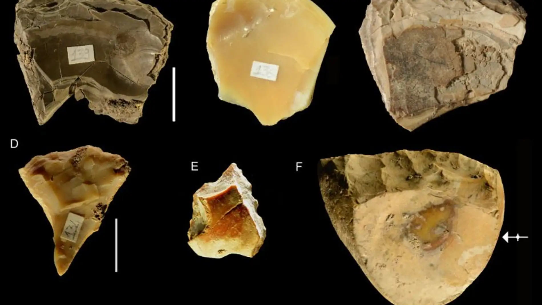 Los neandertales buceaban varios metros para recoger conchas