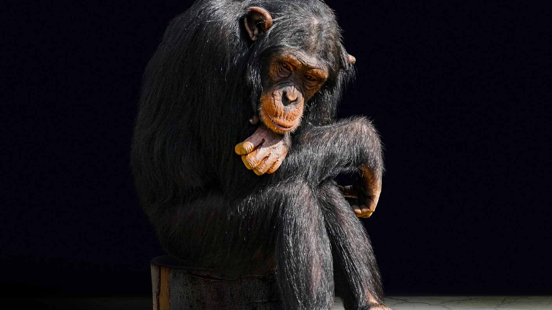 Marcados de por vida la otra cara de los chimpances actores y mascotas