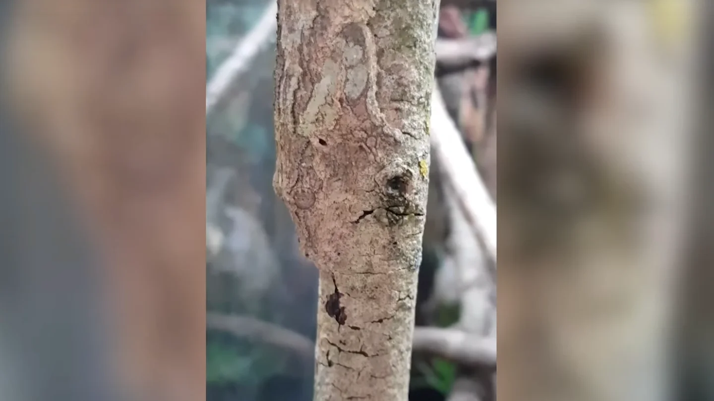 Un gecko camuflado sobre el tronco de un árbol. Un gecko camuflado sobre el tronco de un árbol.