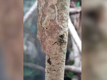 Un gecko camuflado sobre el tronco de un árbol. Un gecko camuflado sobre el tronco de un árbol.