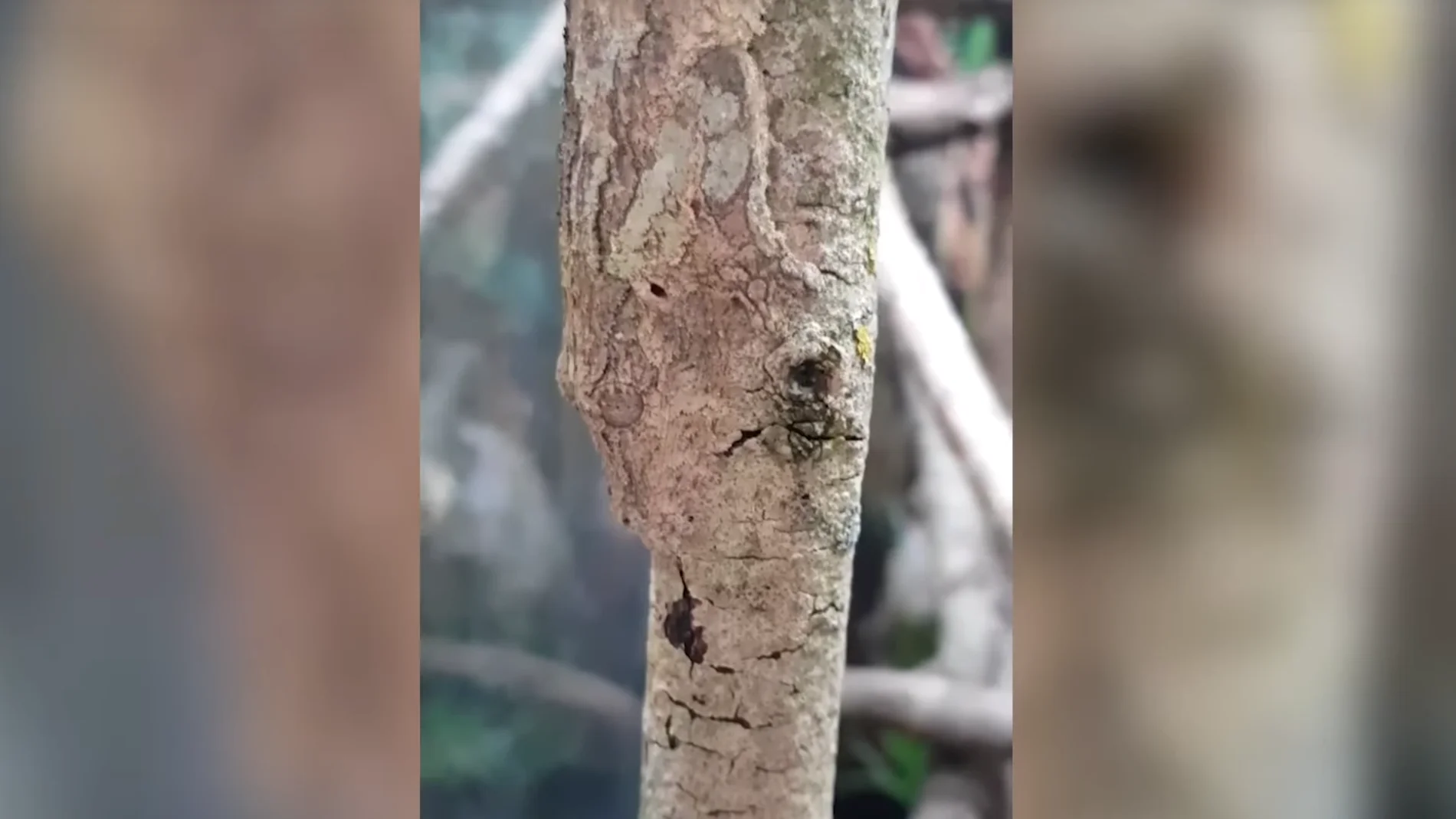 Un gecko camuflado sobre el tronco de un árbol.