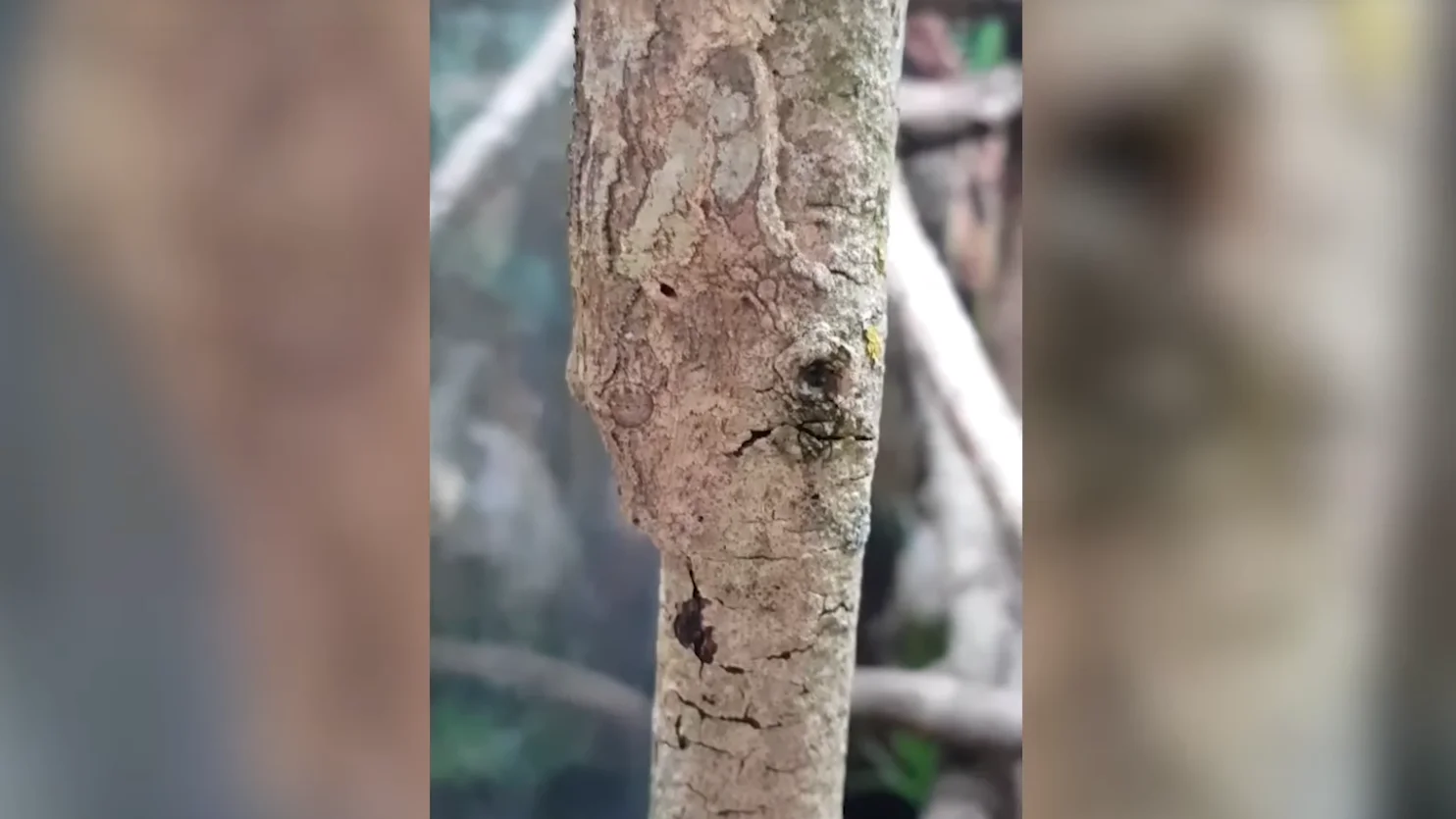 Un gecko camuflado sobre el tronco de un árbol.