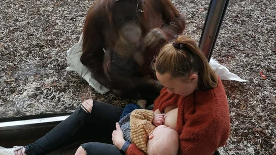 Una orangutana que acaba de perder a su cría se acerca a una madre que amamanta a su bebé Una orangutana que acaba de perder a su cría se acerca a una madre que amamanta a su bebé