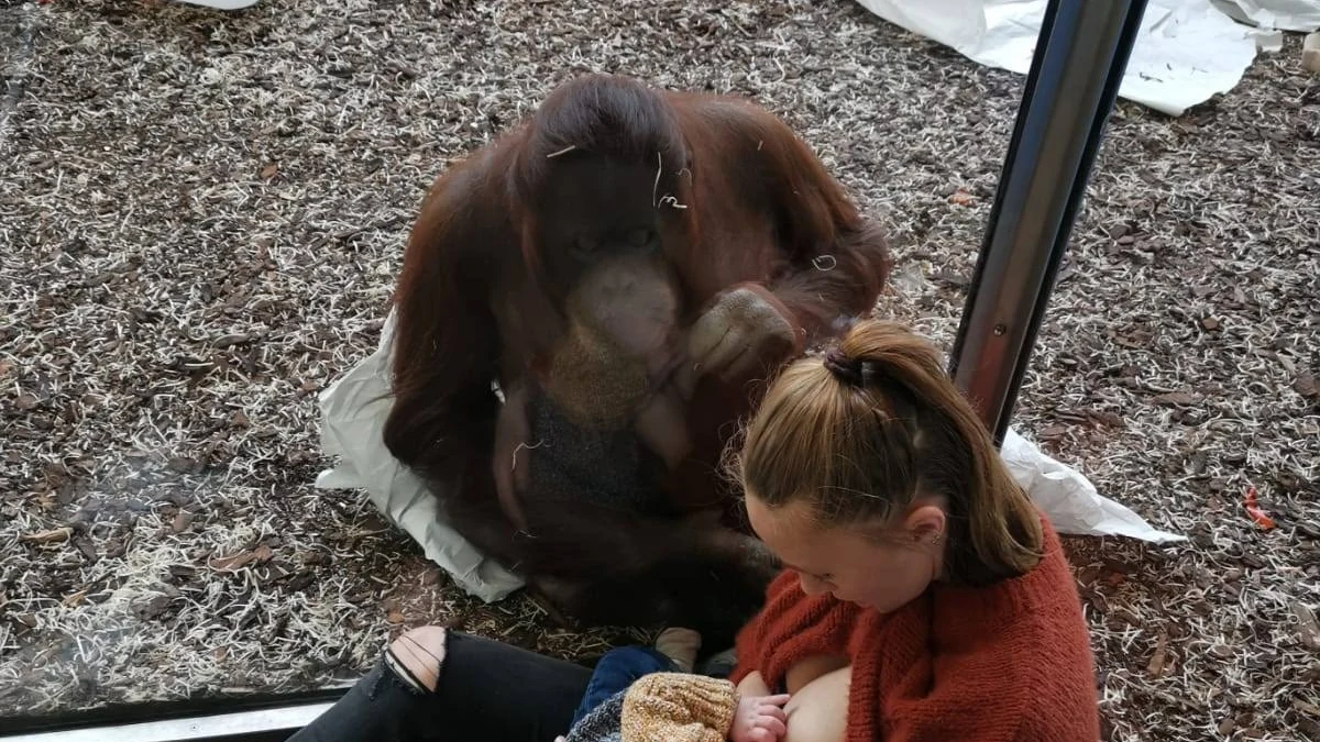 Una orangutana que acaba de perder a su cría se acerca a una madre que amamanta a su bebé