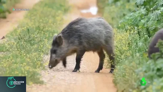 jabali jabali