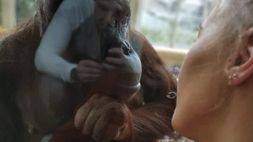 La orangutana Sol junto a Gemma mientras amamanta a su bebé