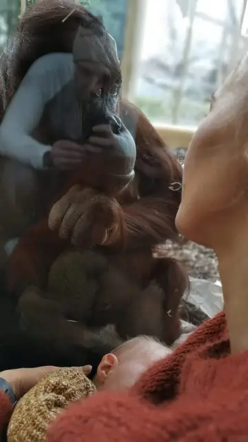 La orangutana Sol junto a Gemma mientras amamanta a su bebé La orangutana Sol junto a Gemma mientras amamanta a su bebé