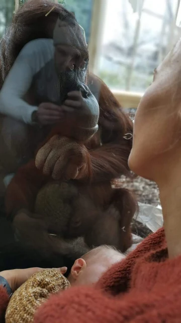 La orangutana Sol junto a Gemma mientras amamanta a su bebé La orangutana Sol junto a Gemma mientras amamanta a su bebé