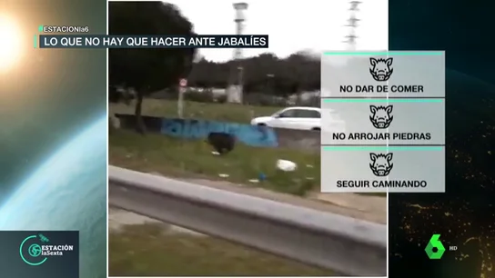 Qué hacer y qué evitar si nos encontramos con un jabalí en plena ciudad Qué hacer y qué evitar si nos encontramos con un jabalí en plena ciudad