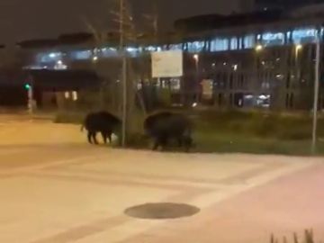 El sorprendente vídeo de dos jabalíes andando por Las Tablas, Madrid El sorprendente vídeo de dos jabalíes andando por Las Tablas, Madrid