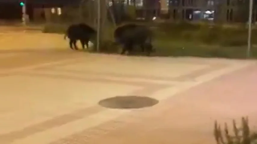 El sorprendente vídeo de dos jabalíes andando por Las Tablas, Madrid