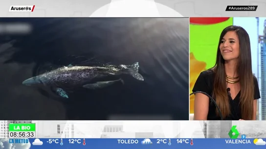 ballena ballena
